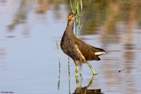 Gallinula Chloropus