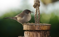 occhiocotto-Sylvia melanocephala