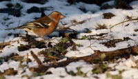 Fringuello e prima neve@Racconigi