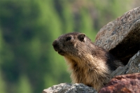 Marmotta