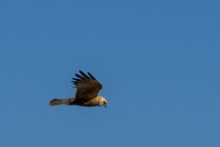 Falco di palude