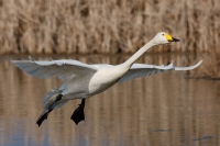 Cigno selvatico@Racconigi