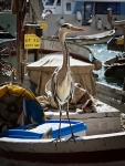 Sorpresa al porticciolo di Camogli