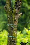 Crivellando l'albero