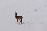 Capriolo maschio adulto