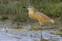 Sgarza Ciuffetto