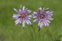 Tragopogon Porrifolius