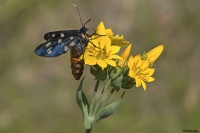 Amata Phegea...detta anche  Pretino