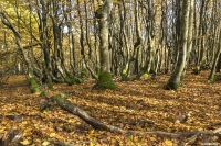 Primo scorcio autunnale...