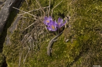 Scherzi della natura....