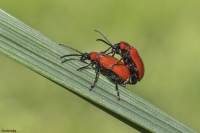 Criocera del giglio...