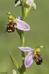 Ophrys Apifera