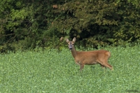 Ai margini del bosco...