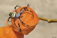 Argiope