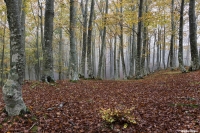 [Paesaggio] La Faggeta...