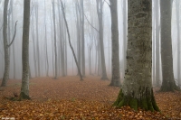 Il fascino della nebbia...