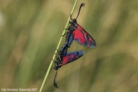 Zygaena Filipenduilae