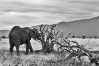 Elefante al Parco Tsavo est