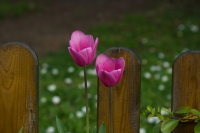 Tulips