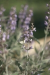 Farfalla sui fiori di Salvia