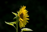 girasole