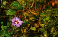 autunno nel sottobosco 3