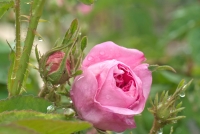 Rosa