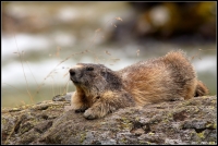 Marmotta