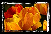 I tulipani di Delfina