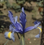 IRIS