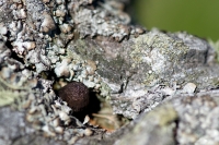 Rifugio per un fungo