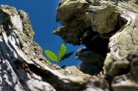 Legno vecchio, albero nuovo