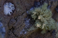Società di licheni