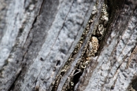 I licheni nella fessura