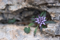 Fiore appena sbocciato