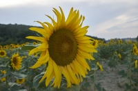 Girasole