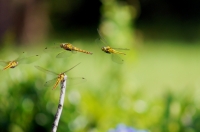 libellula