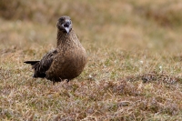 03 skua in guardia