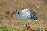 ibis