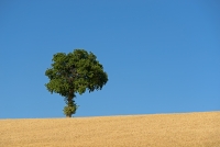 campagna del paese