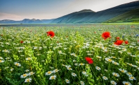 castelluccio 2015