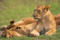 Masai Mara