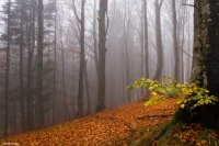 "Ultimo scorcio d'autunno..."