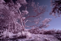 Color Infrared