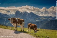 Mucche al pascolo