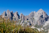 Stelle Alpine in fronte alle Odle