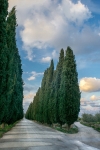 Viale del cimitero