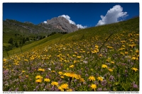 Prato fiorito sotto le Odle