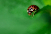 In top of grass