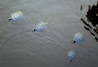 Turtles seals